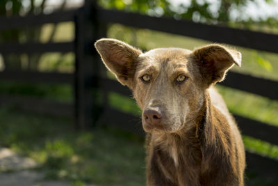 Close-up portrait of a dog on field