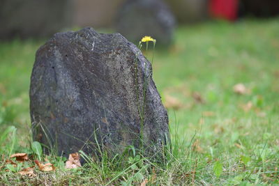 Close-up of moss on field