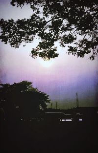 Sun shining through trees