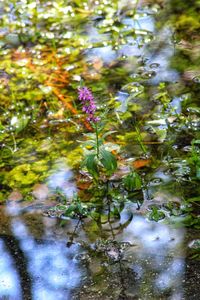 Close-up of plants against water