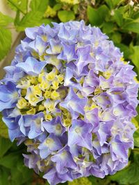 Close-up of purple flowering plant