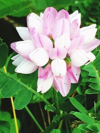 Close-up of pink flowers blooming outdoors