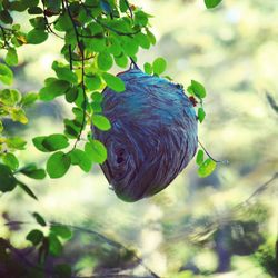 Close-up of bird on leaf