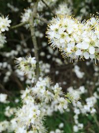 Close-up of white flowers