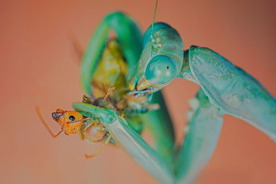 Close-up of insect