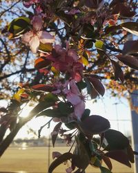 Low angle view of blooming tree