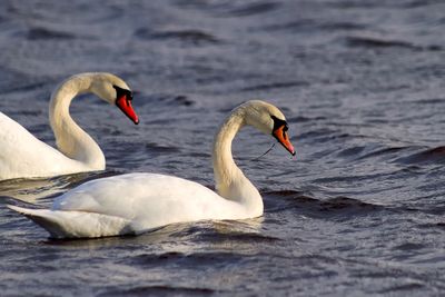 Close-up of swan swimming in lake