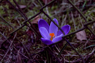 Close-up of purple crocus flowers on land