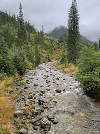 Stream flowing amidst trees in forest against sky