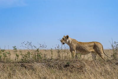 Side view of horse on field against sky