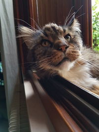 Close-up portrait of cat