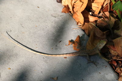 High angle view of lizard by leaves