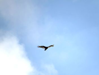 Low angle view of seagull flying in sky