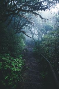 Trees in forest