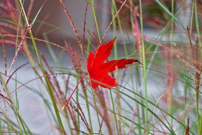 Close-up of fallen maple leaf on grass during autumn
