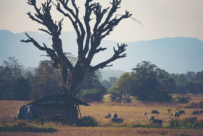 View of horse on field against trees