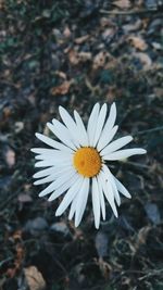 Close-up of white flower blooming outdoors