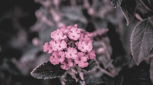 Close-up of pink lantana camara blooming outdoors