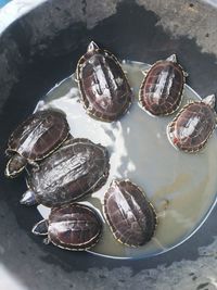 High angle view of seashell