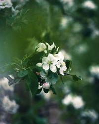 Close-up of white flowering plant