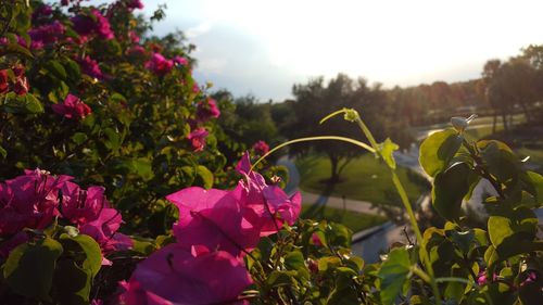 Close-up of pink flowers