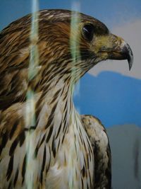 Close-up of eagle seen through glass