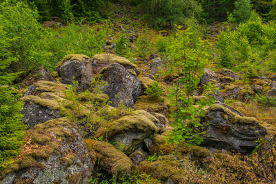 Moss growing on rock in forest