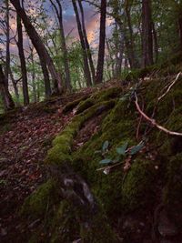 Trees growing in forest