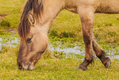 Close-up of a horse grazing in field