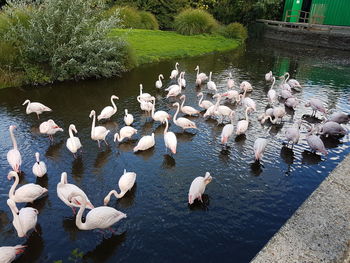 High angle view of swans swimming in lake