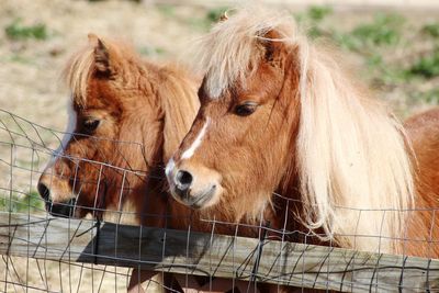 Headshot of two miniature horses looking over a fence