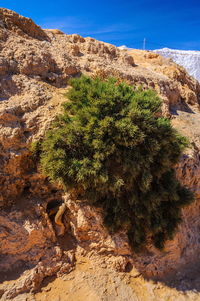 Plants growing on rock against sky