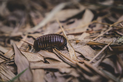 Close-up of shell on dry land