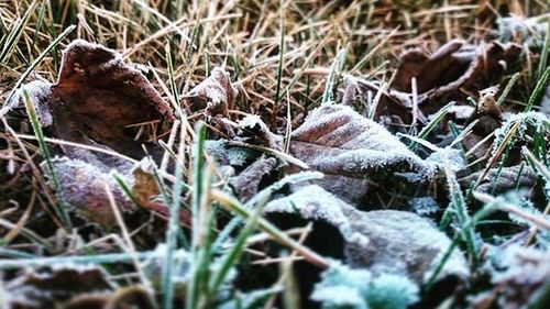 Close-up of dry leaves on snow covered land