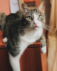 Close-up portrait of cat at home