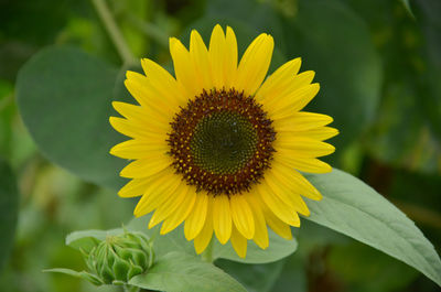 Close-up of sunflower