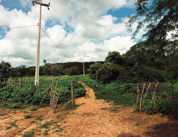 Plants by trees against sky