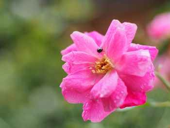 Close-up of pink flower