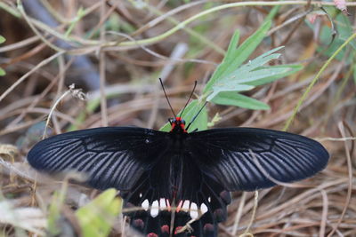 Close-up of butterfly