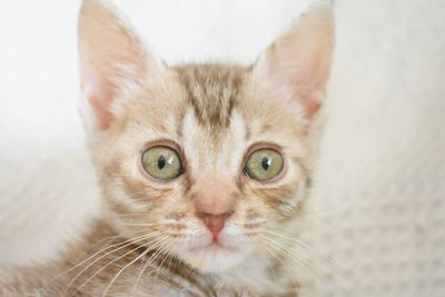 Close-up portrait of a cat