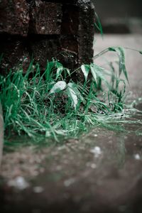 Close-up of moss growing on rock