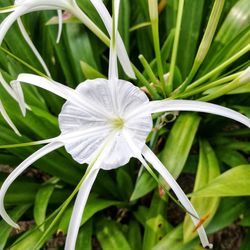 Close-up of white flower blooming outdoors