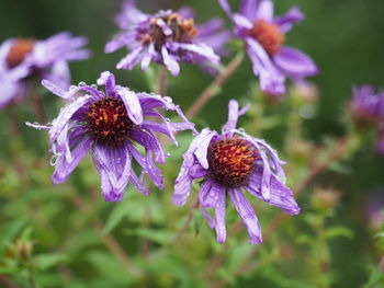 Close-up of purple flowers blooming outdoors