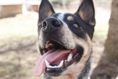 Close-up of dog