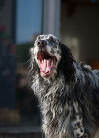 English setter yawning at home