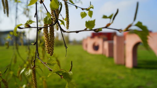 Close-up of plants growing on field