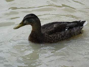 Swan swimming in lake