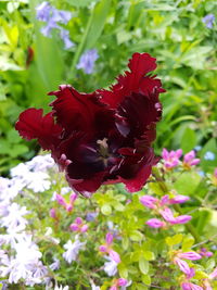 Close-up of red flowering plant