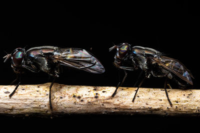 Close-up of insect on wood against black background