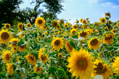 Close-up of yellow flowering plants on field